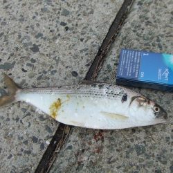 初釣りは、ボラ、コノシロ、チーバス