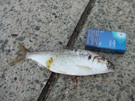 初釣りは、ボラ、コノシロ、チーバス