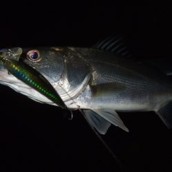 徐々に戻りだしたかな