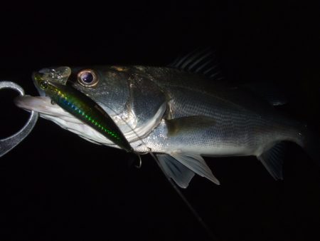 徐々に戻りだしたかな