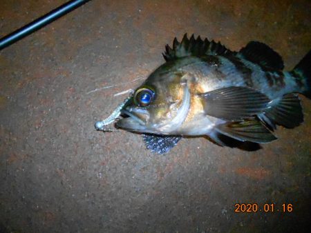 人生初メバル‼