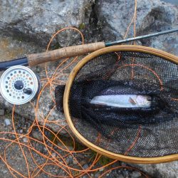 千早川マス釣り場でフライフィッシング