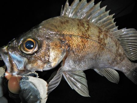 今日も荒れてます