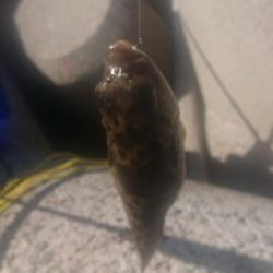 水温下がり過ぎか