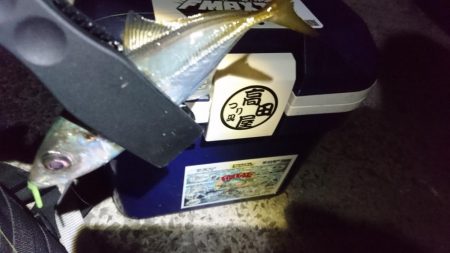 新春アジング！！