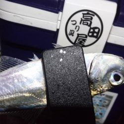 まだまだアジング！！