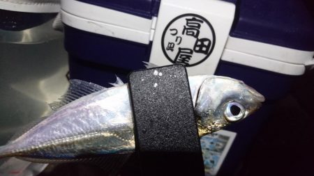 まだまだアジング！！