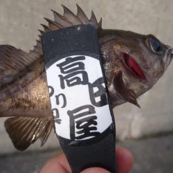 デイメバル？デイガシラ？！！