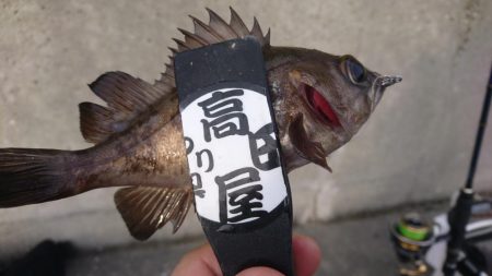 デイメバル？デイガシラ？！！