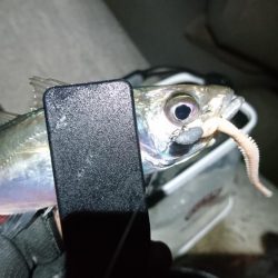 アジングリベンジ！！