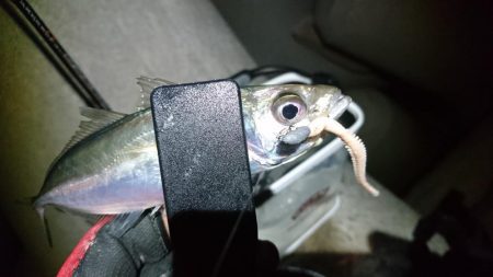 アジングリベンジ！！