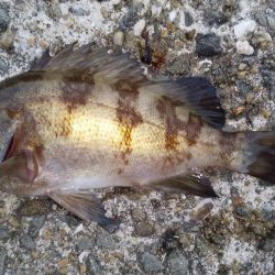 初釣りはまずまず