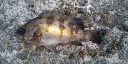 初釣りはまずまず