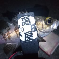 やっぱりアジ！！