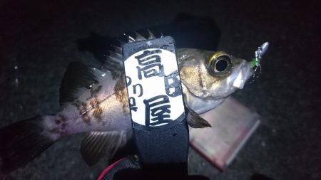 やっぱりアジ！！