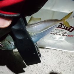 まだまだ釣れるアジ！！