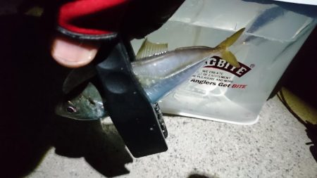 まだまだ釣れるアジ！！