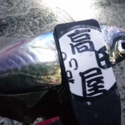 今夜の活性はイマイチ？