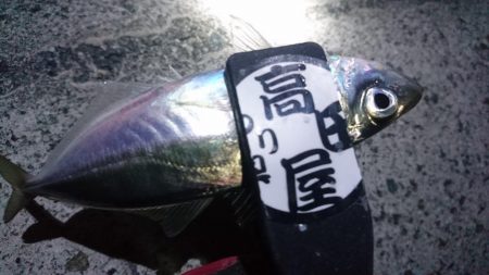 今夜の活性はイマイチ？