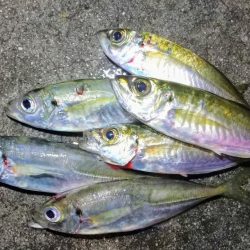 さすがに厳しいアジ