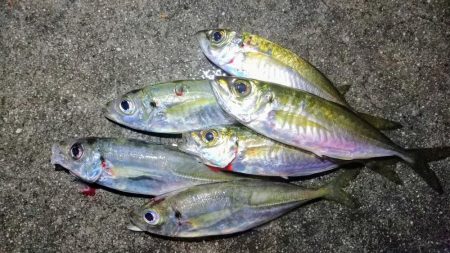 さすがに厳しいアジ