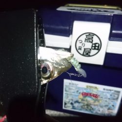 今夜もアジ！！