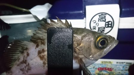 好調アジング！！