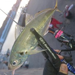 南紀アジング釣初め