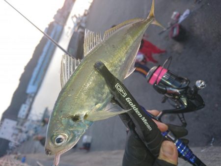 南紀アジング釣初め