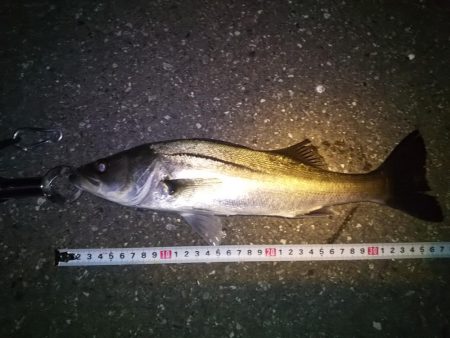 久々のシーバス