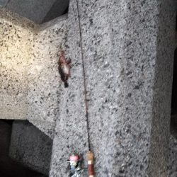 ロックフィッシュ狙い