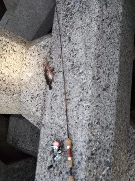 ロックフィッシュ狙い