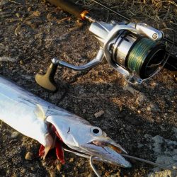 季節外れの太刀魚