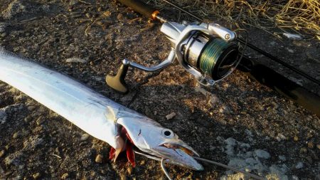 季節外れの太刀魚