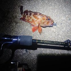 今年1匹目はガシラからのスタート