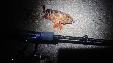 今年1匹目はガシラからのスタート