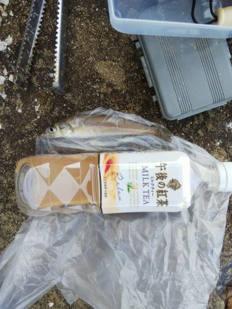 令和2年1月3日、室津で初釣り