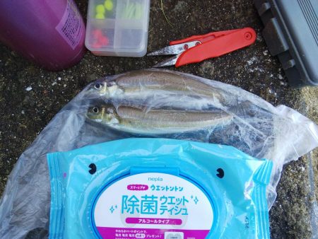 令和2年1月4日 室津で投げ釣り