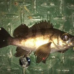 新春!!メバリング