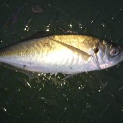 うれしいゲスト！！