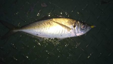 うれしいゲスト！！