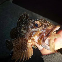 初釣りはガシラ祭り