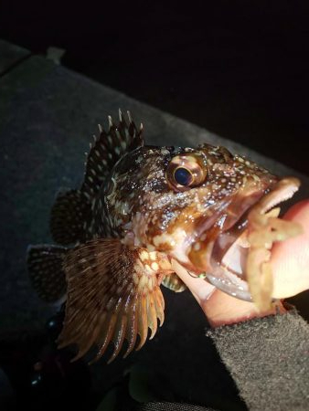 初釣りはガシラ祭り