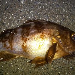 イカを釣りたくて