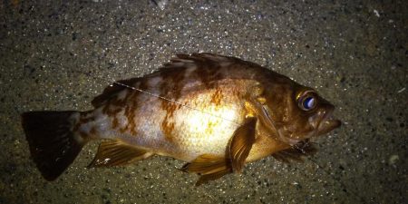 イカを釣りたくて