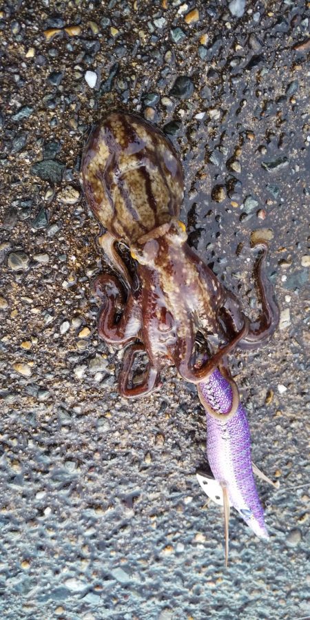 イカを釣りたくて2