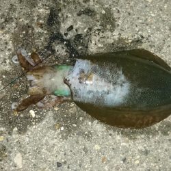 明けましておめでとう初釣り行って来ました。