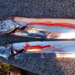 タチウオまだまだ釣れるぞ