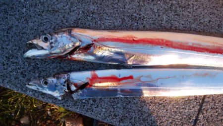 タチウオまだまだ釣れるぞ