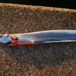 タチウオいつまで釣れる